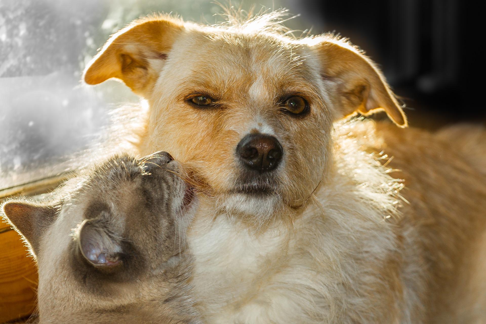 Wenn sich Hund und Katze ein Zuhause teilen