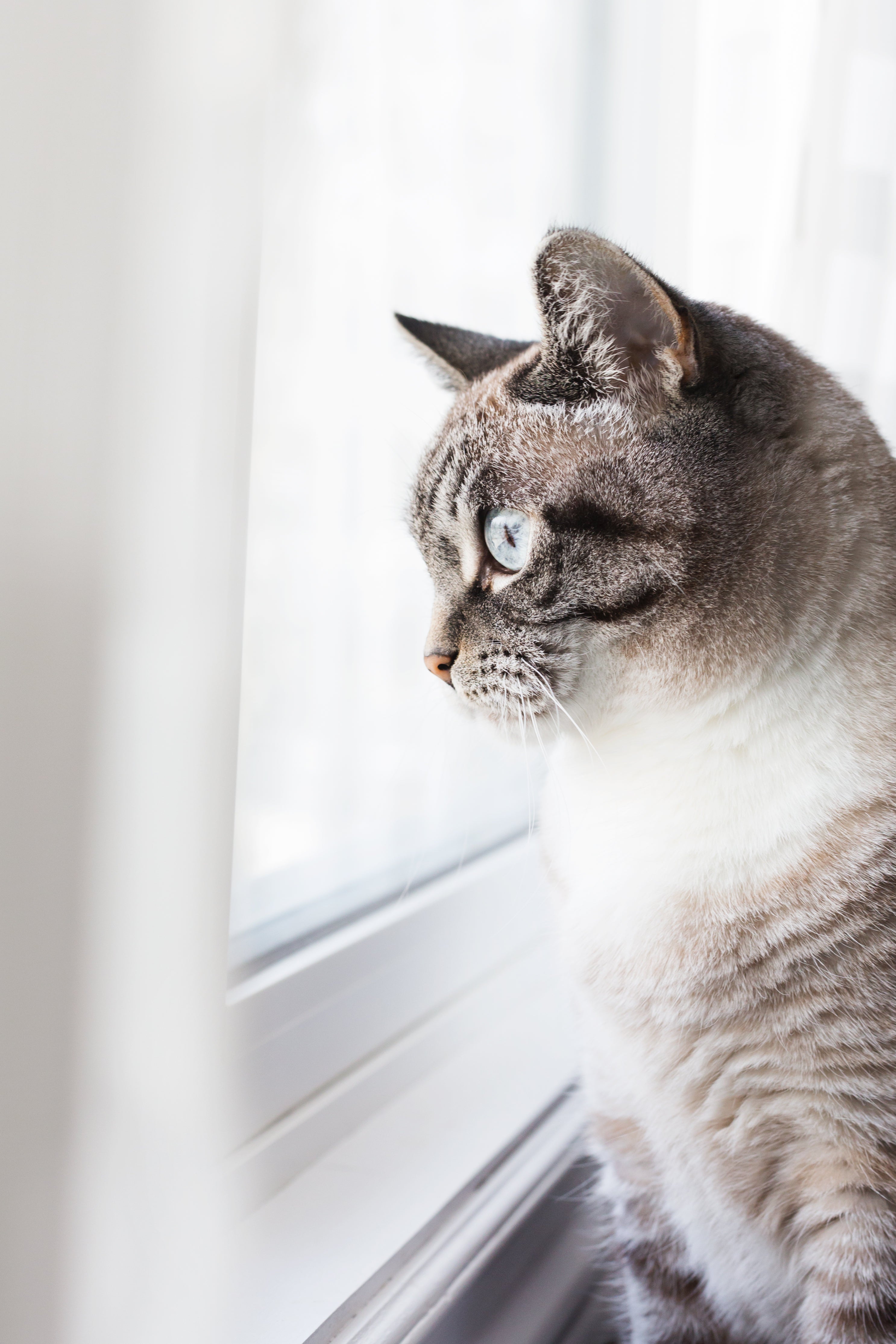 Langeweile und Kratzen bei Katzen