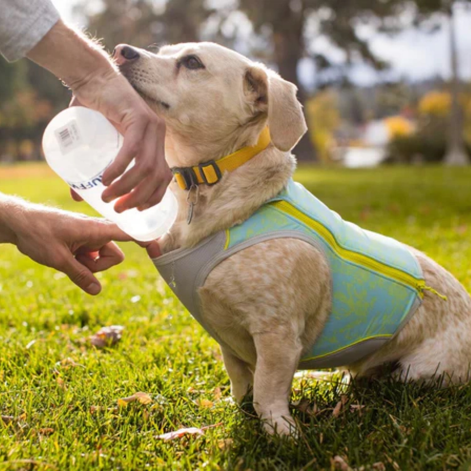 COOLIO vest, cooling and UV protection for your dog