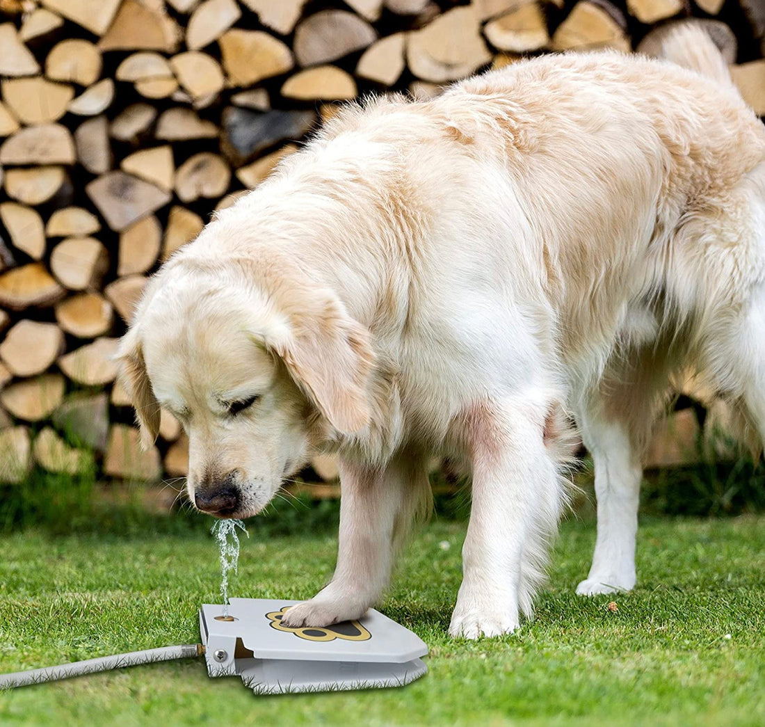 BrunoCool - The ultimate water fun for the summer